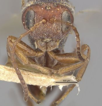 Media type: image;   Entomology 13898 Aspect: head frontal view